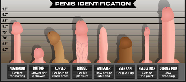 penisului și dimensiunile acestuia